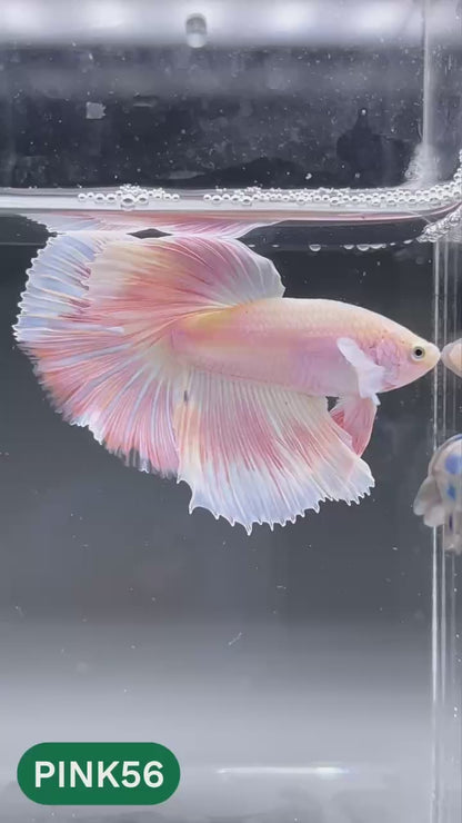 Pink Halfmoon Male Betta Fish | You Pick Fish | Order Directly From Farm