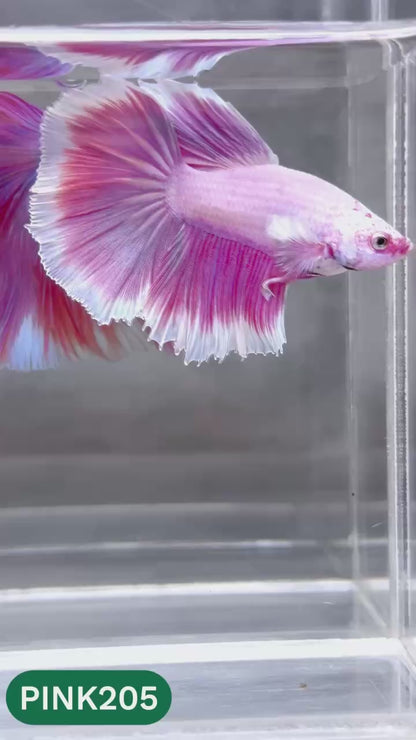 Pink Halfmoon Male Betta Fish | You Pick Fish | Order Directly From Farm