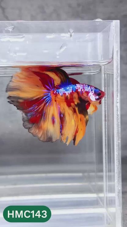 Multicolor Halfmoon Male Betta Fish | High Grade | Order Directly From Farm |  You Pick Fish |