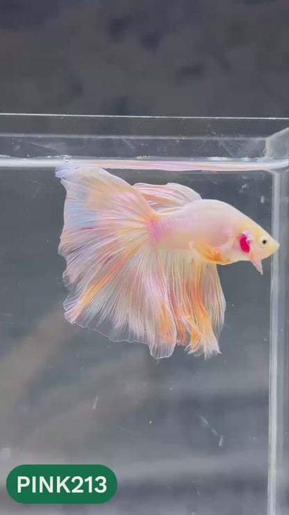 Pink Halfmoon Male Betta Fish | You Pick Fish | Order Directly From Farm