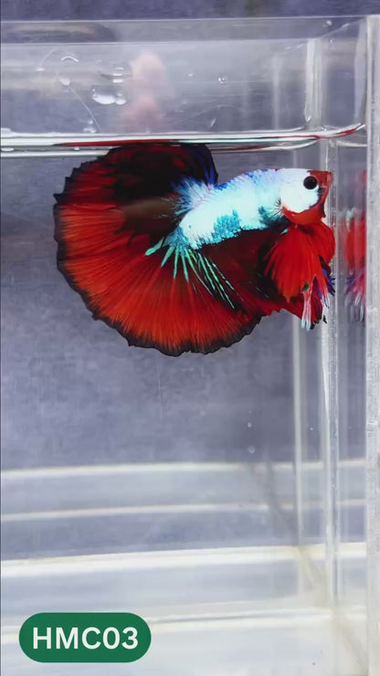 Multicolor Halfmoon Male Betta Fish | Order Directly From Farm | You Pick Fish