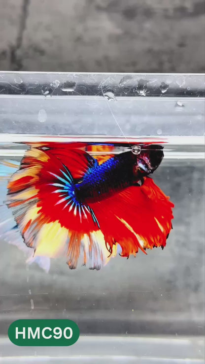 Nemo Halfmoon Male Betta Fish | Order Directly From Farm | You Pick Fish