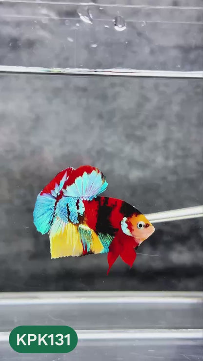 Multicolor Yellow Base Plakat Male Betta Fish | Order Directly From Farm |  You Pick Fish