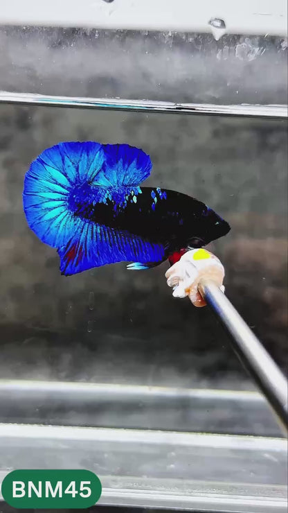 Dark Flame Hellfire Plakat Male Betta Fish | You Pick Fish | Rare Betta
