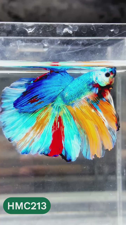 Multicolor Halfmoon Male Betta Fish | Order Directly From Farm | You Pick Fish