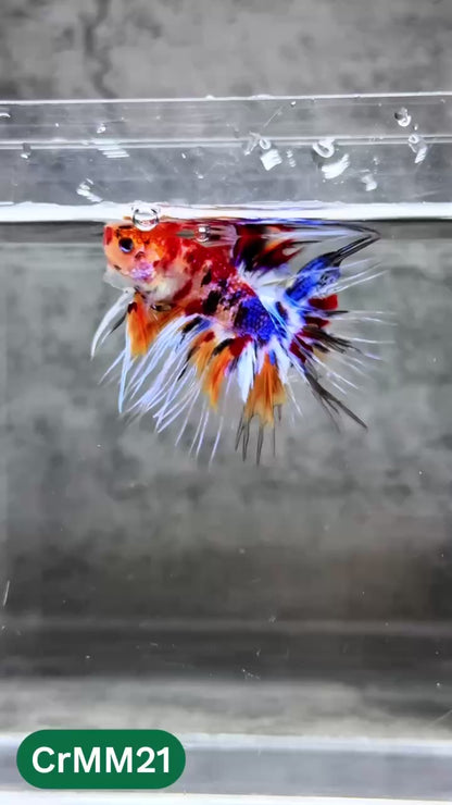 Crowntail Multicolor Male Betta Fish | High Grade | You Pick Fish |