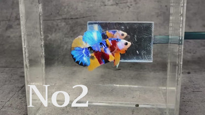 Multicolor Plakat Male Betta Fish |Show Grade|  You Pick Fish