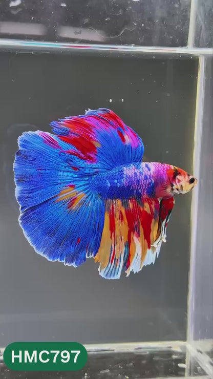 Nemo Halfmoon Male Betta Fish | Order Directly From Farm | You Pick Fish