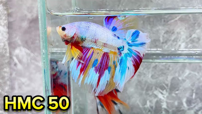 Multicolor Halfmoon Male Betta Fish | High Grade | Order Directly From Farm|  You Pick Fish |