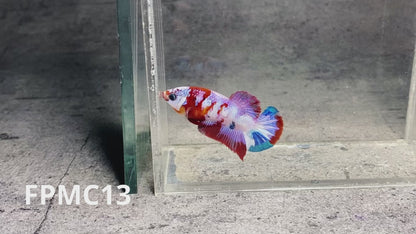 Multicolor Female Betta Fish | You Pick Fish  | High Grade