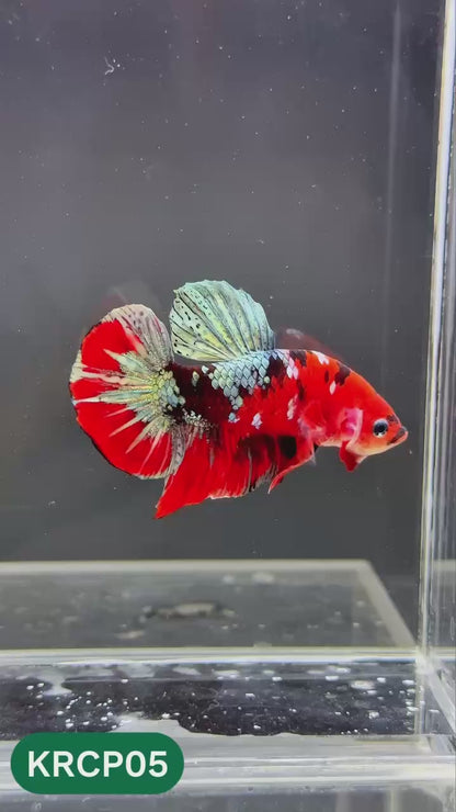 Koi Red Copper Plakat Male Betta Fish | You Pick Fish