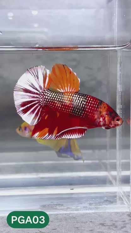 King Giant Plakat Male Betta Fish | You Pick Fish | High Grade