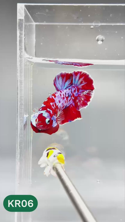Golden Star Dust Galaxy Plakat Male Betta Fish | Super Rare | You Pick Fish