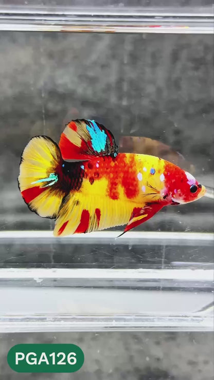 King Giant Plakat Male Betta Fish | You Pick Fish | High Grade