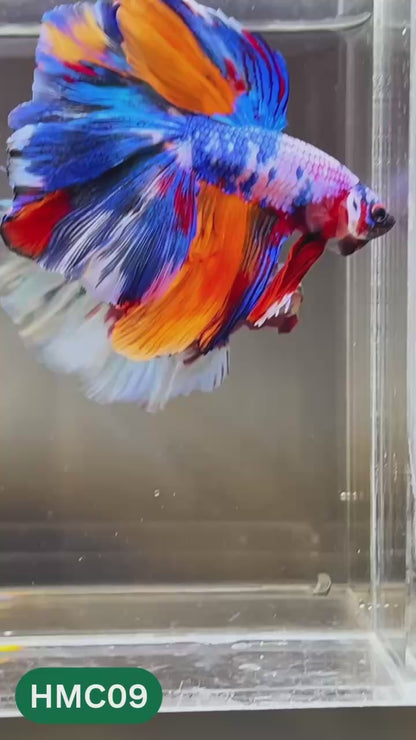 Multicolor Halfmoon Male Betta Fish | High Grade | Order Directly From Farm |  You Pick Fish |