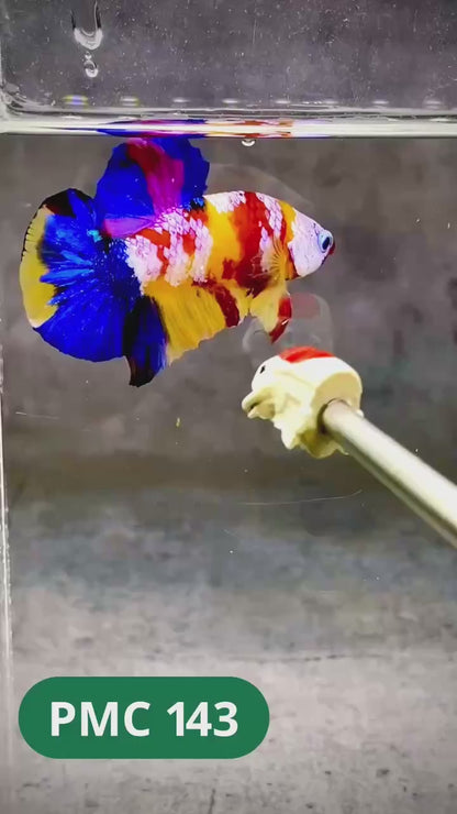 Multicolor Plakat Male Betta Fish |Show Grade|  You Pick Fish