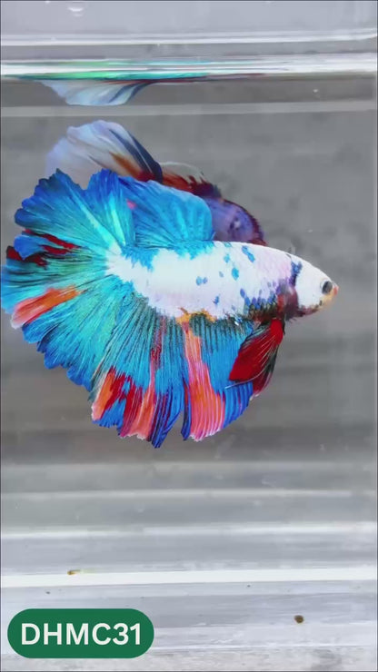 Multicolor Halfmoon Male Betta Fish | Order Directly From Farm | You Pick Fish