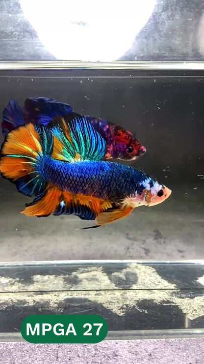 King Giant Plakat Male Betta Fish | You Pick Fish | High Grade