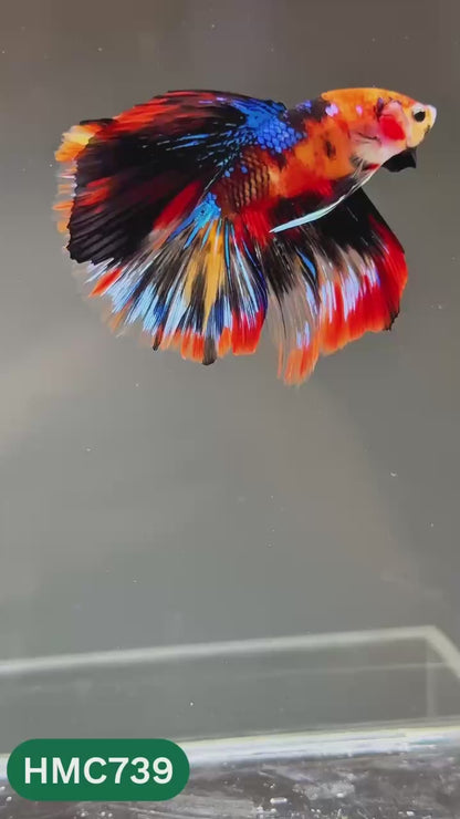 Multicolor Halfmoon Male Betta Fish | High Grade | Order Directly From Farm |  You Pick Fish |
