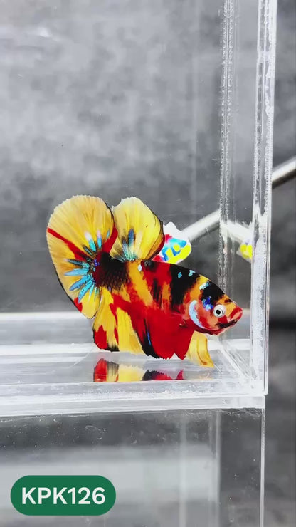 Multicolor Yellow Base Plakat Male Betta Fish | Order Directly From Farm |  You Pick Fish