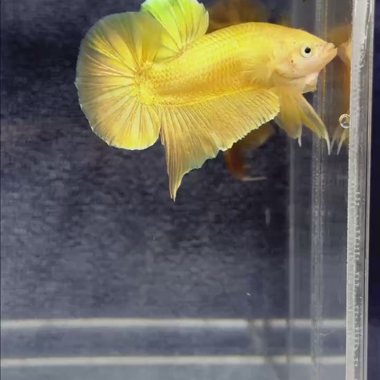 Super Gold Plakat Male Betta Fish