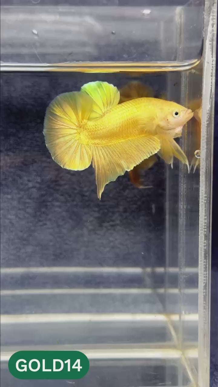 Super Gold Plakat Male Betta Fish