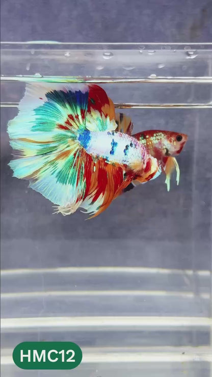 Multicolor Halfmoon Male Betta Fish | Order Directly From Farm | You Pick Fish