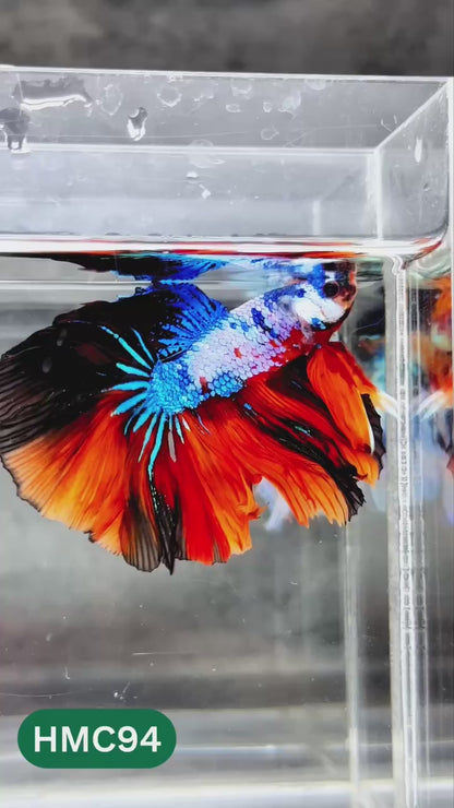 Nemo Halfmoon Male Betta Fish | Order Directly From Farm | You Pick Fish
