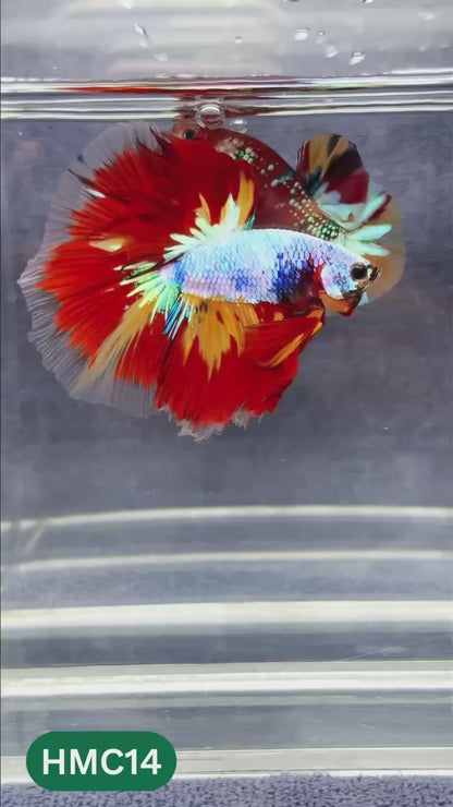 Multicolor Halfmoon Male Betta Fish | Order Directly From Farm | You Pick Fish