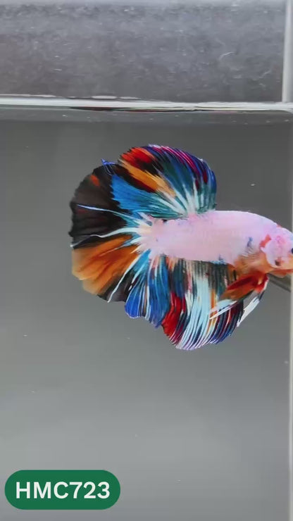 Multicolor Halfmoon Male Betta Fish | High Grade | Order Directly From Farm |  You Pick Fish |