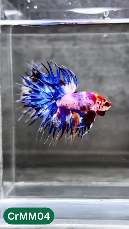 Crowntail Multicolor Male Betta Fish | High Grade | You Pick Fish |