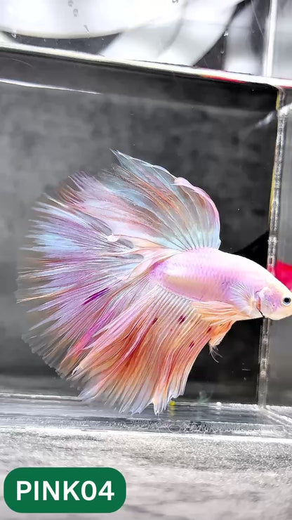 Pink Halfmoon Male Betta Fish | You Pick Fish | Order Directly From Farm