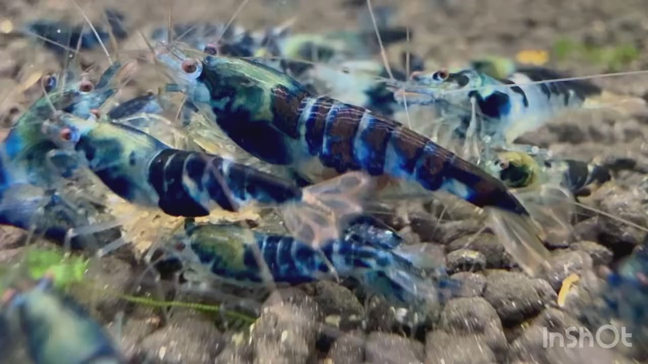 Blue Dragon Shrimp Health Problems: Top Issues and Solutions