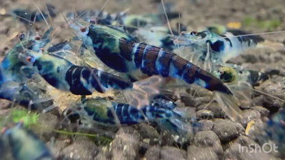 Blue Dragon Caridina Shrimp