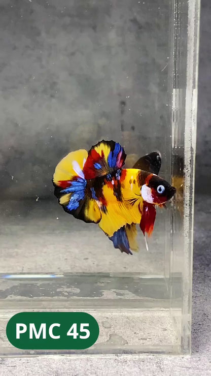 Multicolor Plakat Male Betta Fish |Show Grade|  You Pick Fish