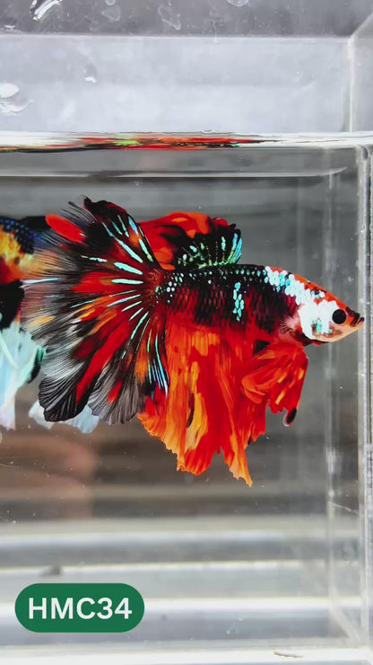 Nemo Halfmoon Male Betta Fish | Order Directly From Farm | You Pick Fish