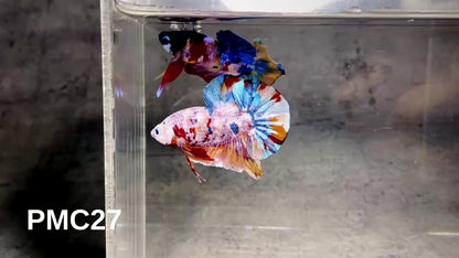 Multicolor Plakat Male Betta Fish |Show Grade|  You Pick Fish