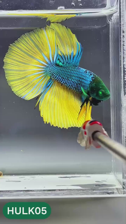 Black Hulk Halfmoon Male Betta Fish | You Pick Fish