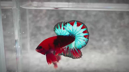 Hellboy Plakat Male Betta Fish | Order Directly From Farm | You Pick Fish