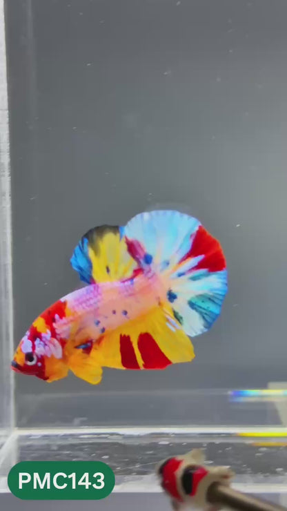 Multicolor Plakat Male Betta Fish |Show Grade|  You Pick Fish