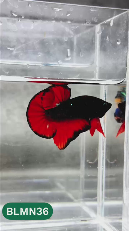 Dark Flame Hellfire Plakat Male Betta Fish | You Pick Fish | Rare Betta