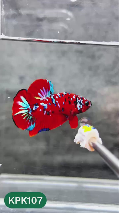 Multicolor Yellow Base Plakat Male Betta Fish | Order Directly From Farm |  You Pick Fish