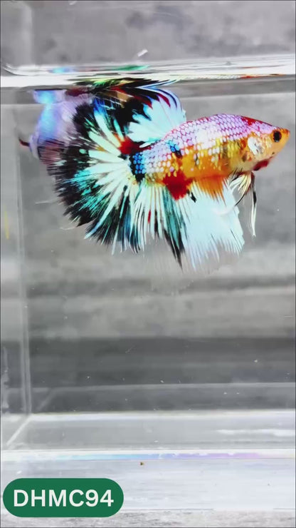 Multicolor Halfmoon Male Betta Fish | Order Directly From Farm | You Pick Fish