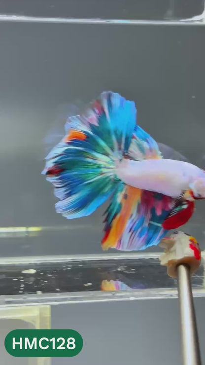 Multicolor Halfmoon Male Betta Fish | Order Directly From Farm | You Pick Fish