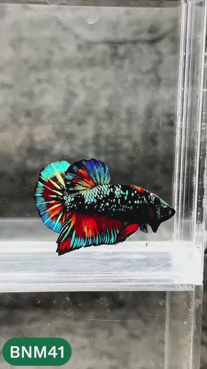 Dark Flame Hellfire Plakat Male Betta Fish | You Pick Fish | Rare Betta