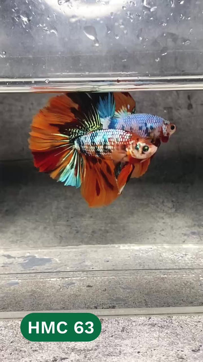 Multicolor Halfmoon Male Betta Fish | High Grade | Order Directly From Farm |  You Pick Fish |