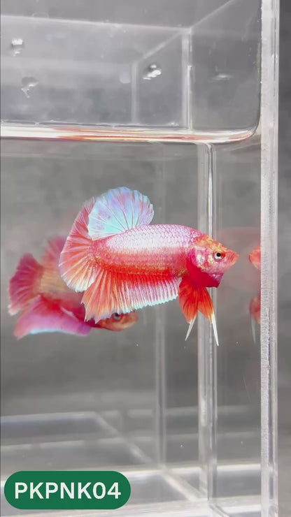 Pink Plakat Male Betta Fish | You Pick Fish | Rare Color