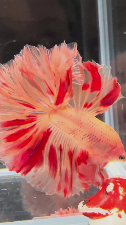 Armageddon Halfmoon Male Betta Fish - Fiery Red