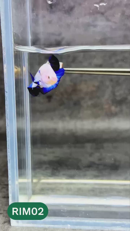 Marble Rim Plakat Male Betta Fish | You Pick Betta