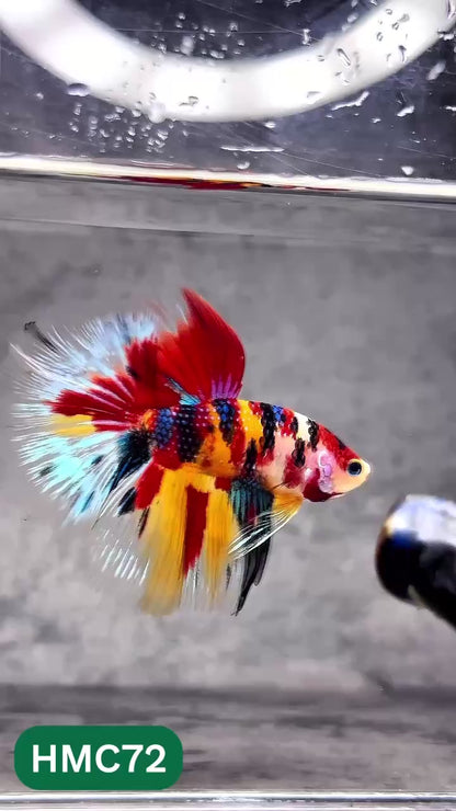 Multicolor Halfmoon Male Betta Fish | Order Directly From Farm | You Pick Fish